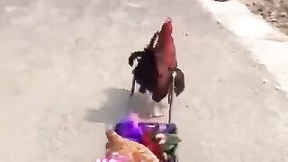 funny Rooster