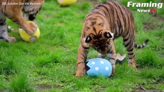 Tingkah Lucu Hewan saat Diberikan Telur Paskah di Kebun Binatang London