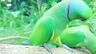 parrot funny video