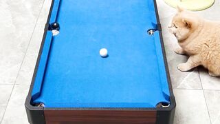 how to funny video animal cat game snooker short