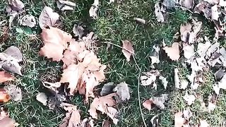 Channar leaf