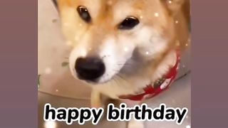 Dog talking video