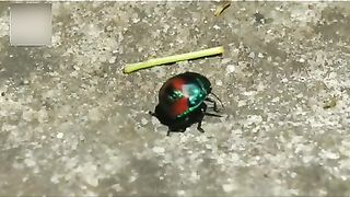 #Most #Unusual #Eggs #worldwide #Hindi / #Urdu