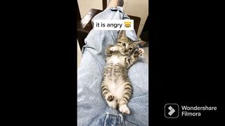 Des animaux à mourir de rire