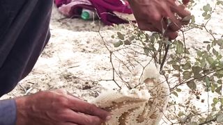 Honey Hunnter in Village