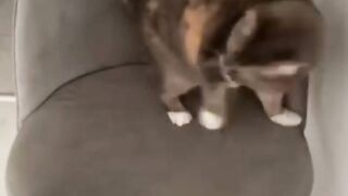 Un chat qui nous fait rire
