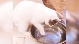 Very funny cates videos,can't stop laughing/kam,check kro cates k yar so funny animal