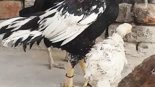 Mianwali Aseel Murga