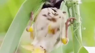 Birds nest 2