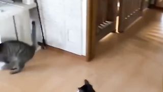Des chats et chiensà mourir de rire