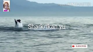 Shark 2