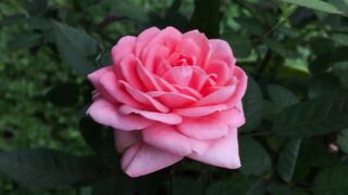 Rose Beautiful Flower How to increase