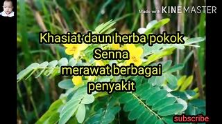 Daun senna
