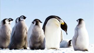 Relaxing Piano Music for Stress Relief | PENGUIN Piano