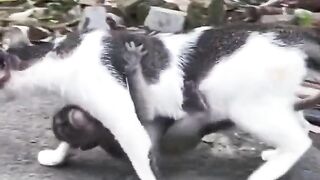 CATS WORLD 13
