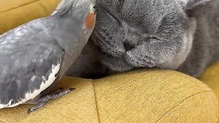 PARROT LOVE WITH CAT.