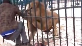 Lion attack on man 2