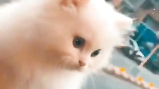 Cute cat 17