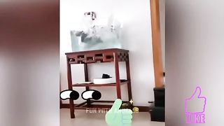 Funniest_Animals_????_Funny_Cats_and_Dogs_2023_????????_