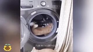 Faunnies Animals Video -Best Cate ????And Dogs ???????? Video 2023