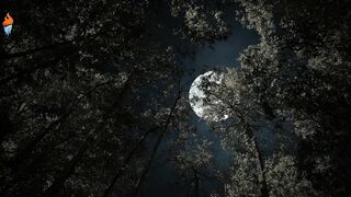 Relaxing music for stress relief and sleep 30 minutes with dark screen wallpaper