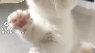 Best Animals TikTok