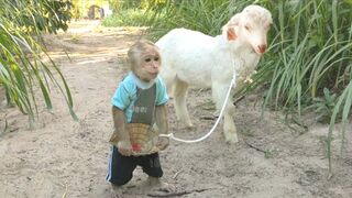 Monkey and Baby Goat Videos friend's