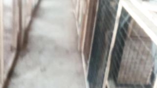 Asel birds farm