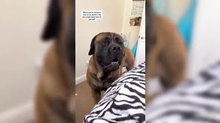 Dogs Videos that are Most Viewed on Tiktok????