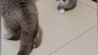Cat is Funny 2