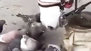 Animal sacrifice