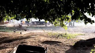 Village life 8