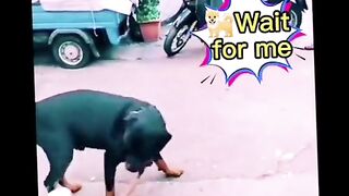 Best Funny Videos Of Dogs ? And Cats ? - Try Not To Laugh! 2