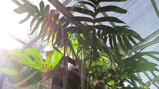 Monstera species