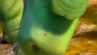 Cartoon movies ???? adventure video | dinosaur adventure video