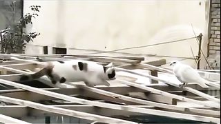 Tik tok vedio 95