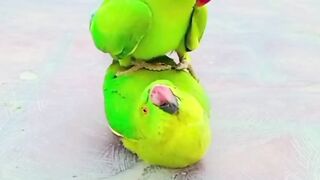Birds love 2