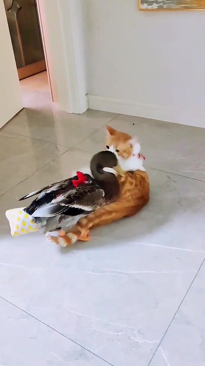 Duck fight better than cat funny virul virulshorts shortvideo cats