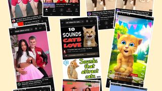 Watch New dogs video Funny video tiktok