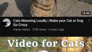 funny video cat