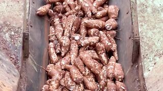 India's Biggest Sabudana ( Sago ) Mega Factory