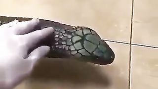 Pet King Cobra