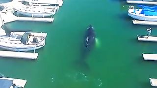 A Whale into a Port