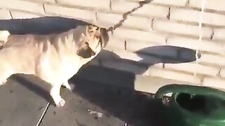 Drinking Shadow