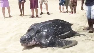 A Huge Turtle heading to the Ocean
