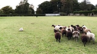 World's Worst Sheepdog