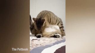 Funniest Animals 2023???? Funniest Cats and Dogs????????