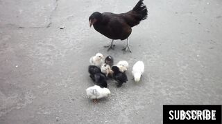 my chick had died