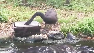 Black Swan Feeds Fishes
