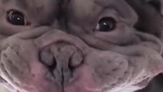 Best Funny Dogs And Cats Videos ???? - Funniest Animals Videos 2023???? 5